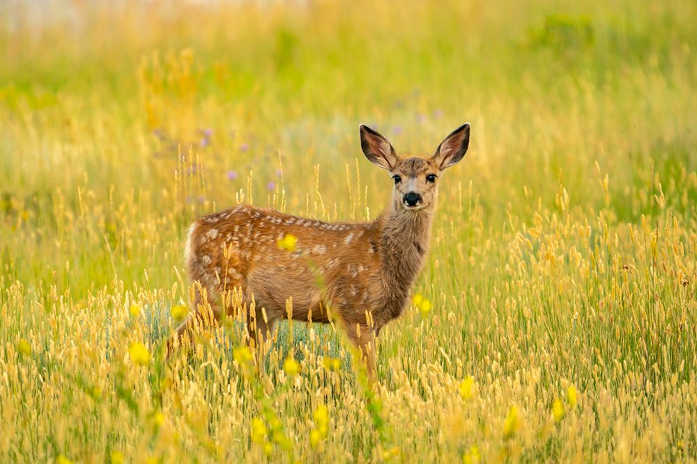 USA, Wyoming, Medicine Bow National Forest. Mule deer fawn in thistle flowers.